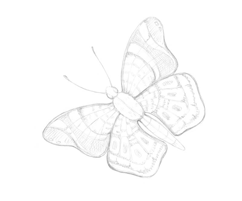 kresba motyla ceruzkou artmie
