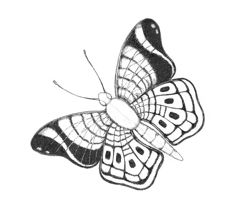 návod na nakreslení motýla s ARTMIE